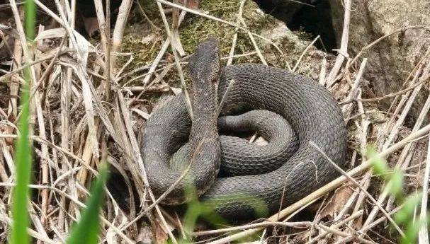 皇冠信用網在线开户_内蒙古赤峰有人拍到了“鸡脖子蛇”皇冠信用網在线开户，有毒！千万小心！