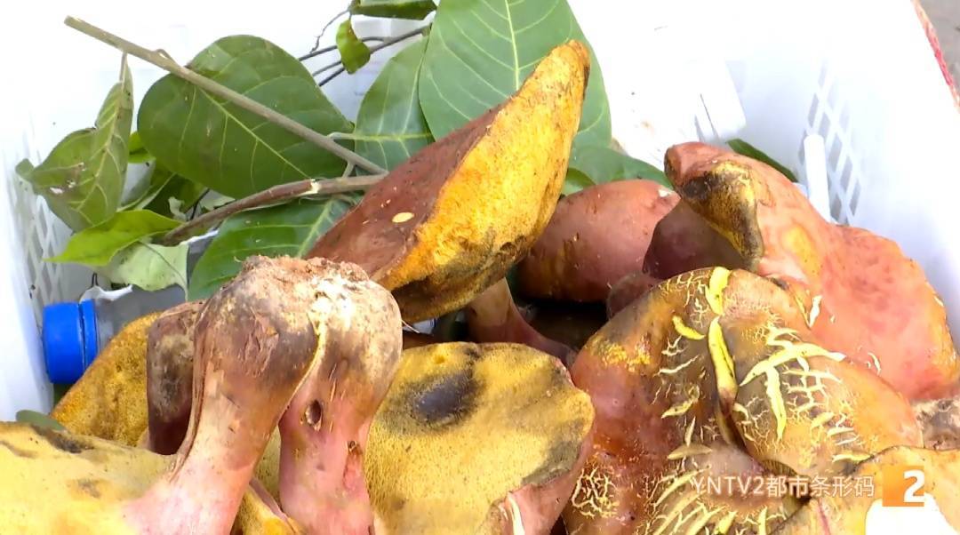 世界杯2026欧洲外围赛_云南毒菌名单公布世界杯2026欧洲外围赛!见手青被“除名”!新增→