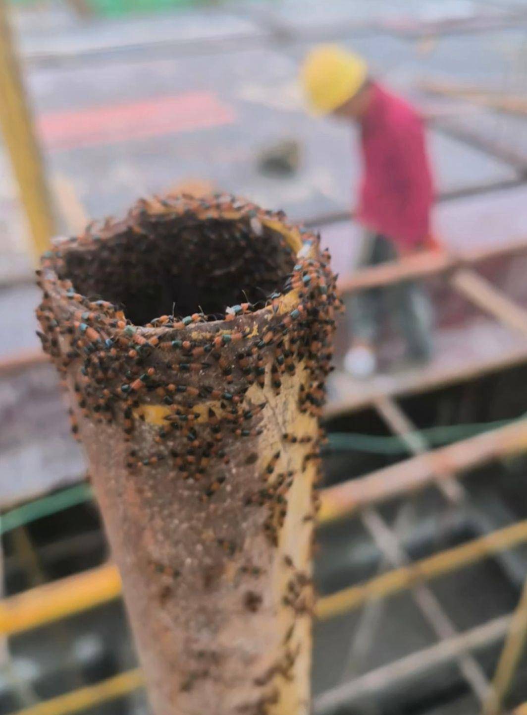 皇冠信用平台出租出售_河南多地现“行走的硫酸”：洛阳一工地脚手架密密麻麻全是皇冠信用平台出租出售，南阳4岁女童沾上它脖子红肿溃烂20余天未痊愈