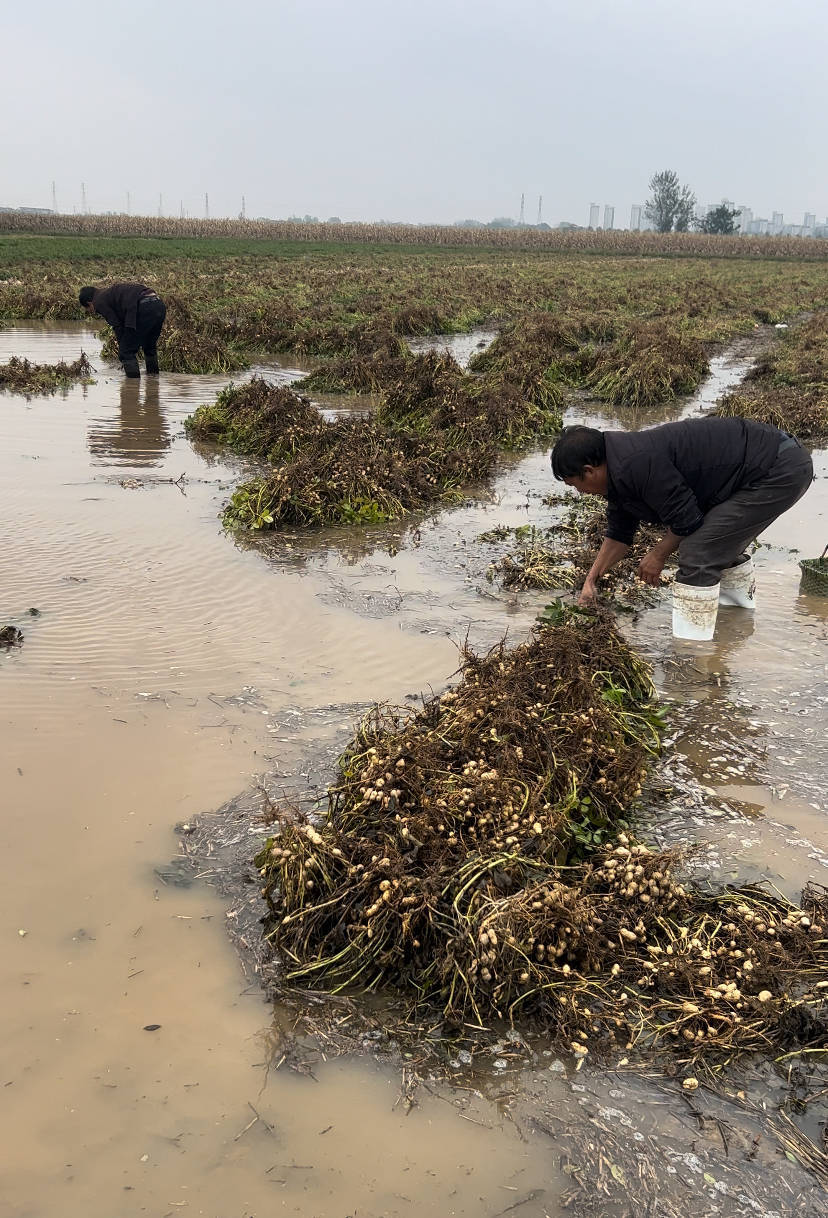 皇冠信用盘登2代理
_夏旱之后又秋涝皇冠信用盘登2代理
,一位河南农户的花生抢收战