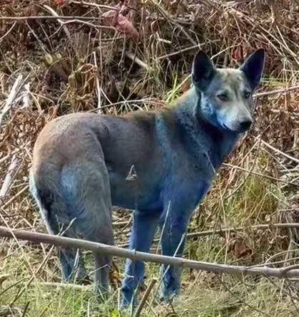 皇冠信用网出租
_切尔诺贝利核电站附近发现蓝色狗皇冠信用网出租
，当地人称一周前还正常 科学家：进化可能加速