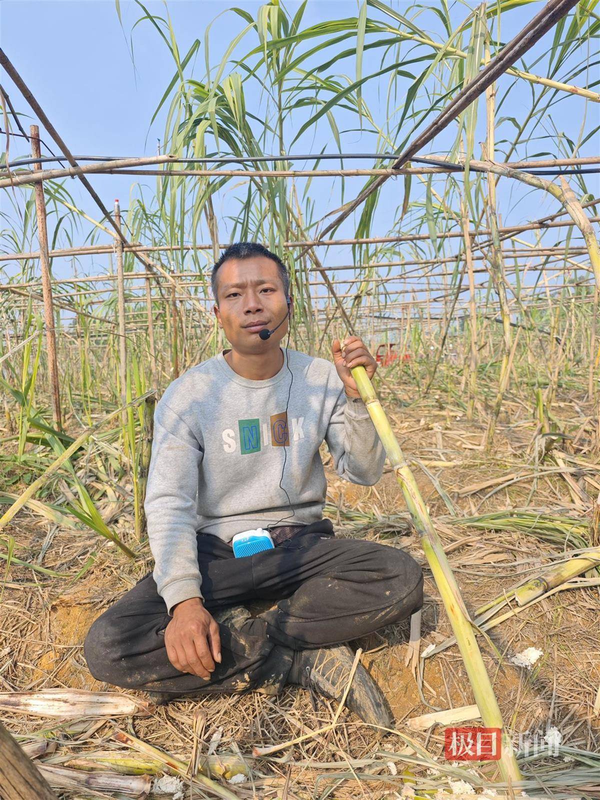 皇冠登3代理注册_终于被你们偷完了！农场老板笑嘻嘻宣布“自助偷甘蔗”活动结束皇冠登3代理注册，自称要下班回家睡瞌睡