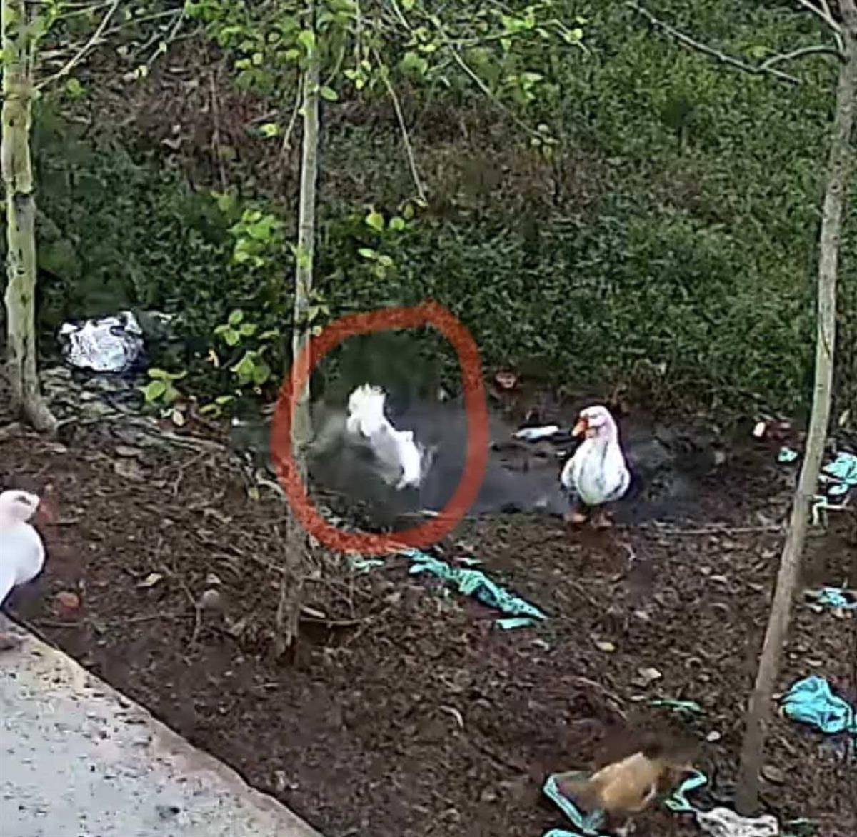 正版皇冠信用开户申请_大鹅主人抽水追凶最新进展来了:深刨半米淤泥啥也不见正版皇冠信用开户申请,或因厚草盖顶溺亡