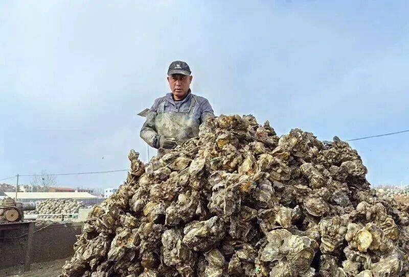 皇冠信用登2代理_批发价2元一斤皇冠信用登2代理，青岛这种海鲜卖爆了，1600万斤已上岸……